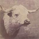 A bull's head